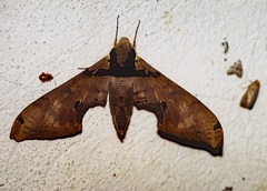 Adhemarius gannascus