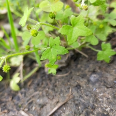 Hydrocotyle acutiloba