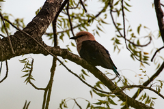 Coracias cyanogaster