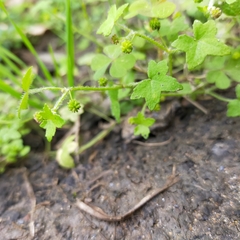 Hydrocotyle acutiloba