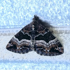 Chrysolarentia lucidulata