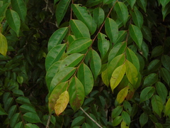 Glochidion lutescens
