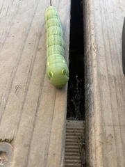 Hippotion celerio