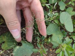 Eragrostis barrelieri