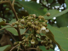 Saurauia