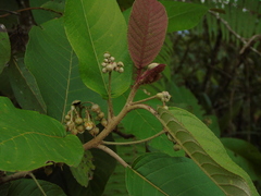 Saurauia