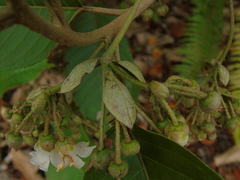 Saurauia