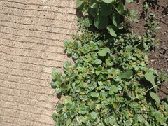 Alternanthera pungens