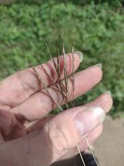 Bothriochloa pertusa