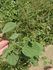 Sidastrum micranthum