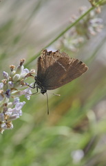 Satyrium spini