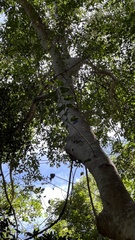 Ficus obliqua