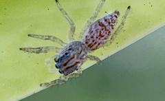 Rudakius