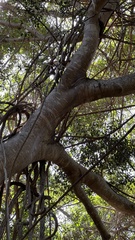 Ficus obliqua