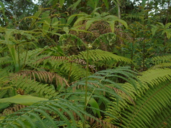 Pteridium revolutum