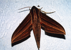 Xylophanes neoptolemus