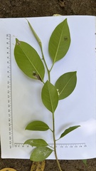 Ficus obliqua
