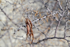 Vachellia vernicosa