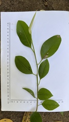 Ficus obliqua