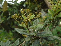 Myrica
