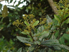Myrica