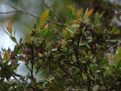 Leptospermum javanicum