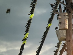 Psittacara holochlorus