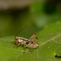 Eupholidoptera