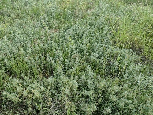 Mueller's saltbush (Atriplex muelleri)