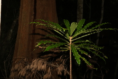 Anopterus macleayanus