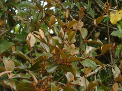 Scurrula montana