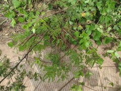 Desmanthus pernambucanus