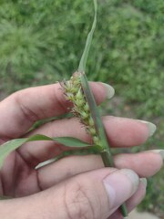 Cenchrus echinatus
