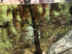 Notropis lutipinnis