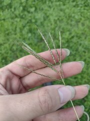 Bothriochloa pertusa