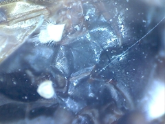 Ceroxys