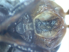 Ceroxys