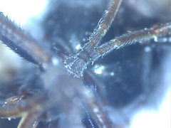 Ceroxys