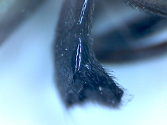 Ceroxys