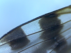 Ceroxys