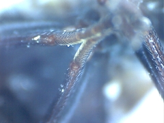 Ceroxys