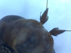 Ceroxys