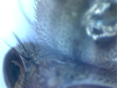 Ceroxys