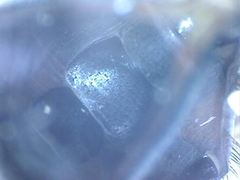 Ceroxys
