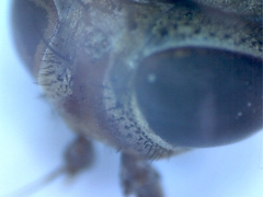 Ceroxys