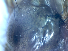 Ceroxys