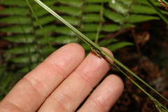Carex brunnea
