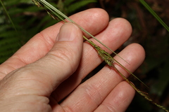 Carex brunnea