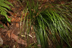 Carex brunnea