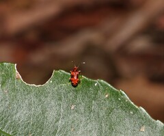 Lemodes coccinea